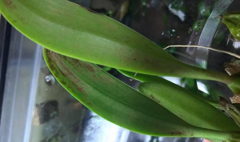Beware Of The Pests In Your Hydroponic Garden