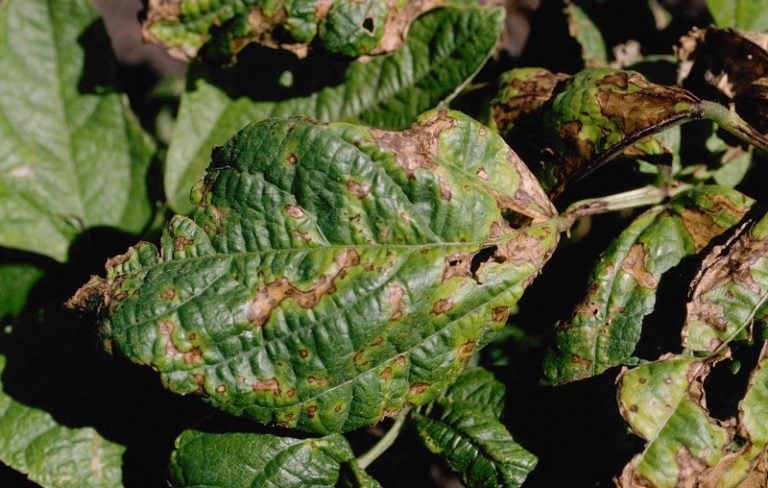 Beware Pests In Your Hydroponic Garden