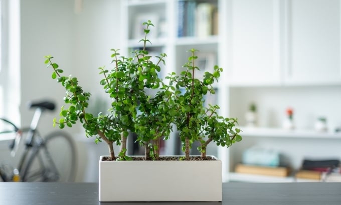 How to Care for and Maintain Jade Plants