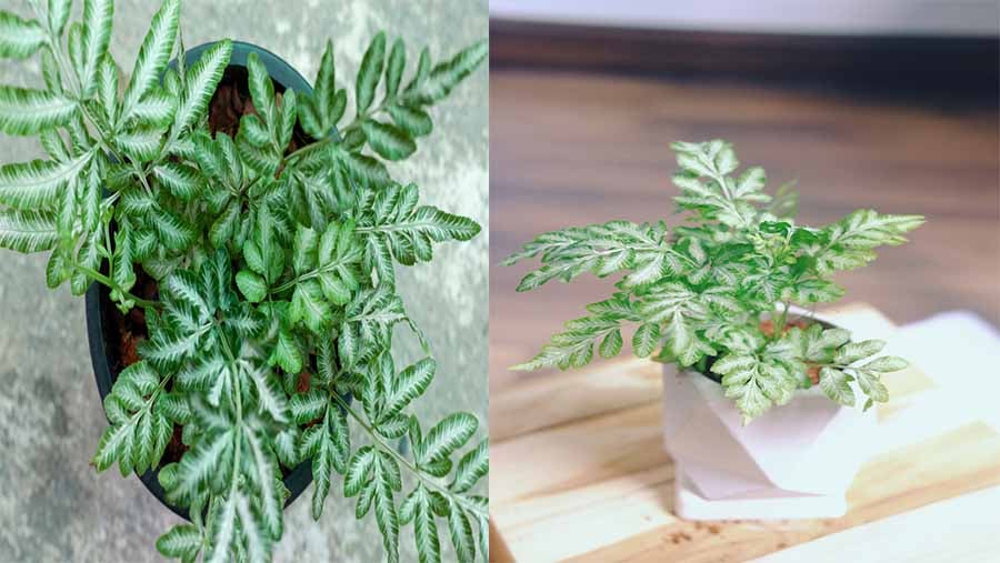 Silver Brake Fern (Pteris ensiformis)