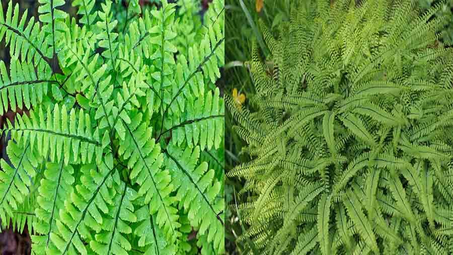 Northern Maidenhair Fern (Adiantum pedatum)