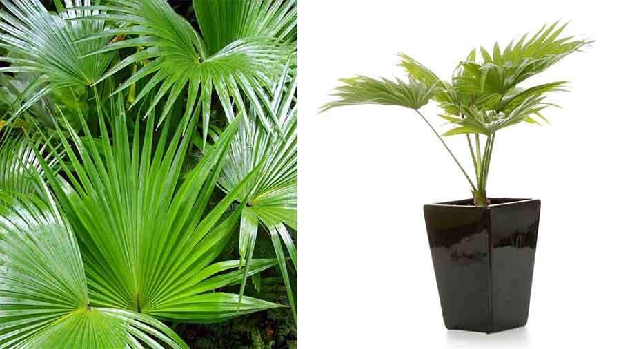 Chinese fan palm