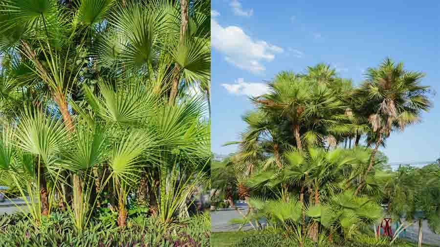 Paurotis Palm