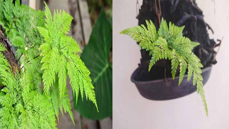 Rabbit's Foot Fern (Davallia fejeensis)