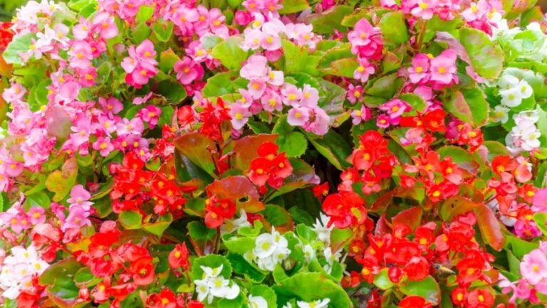 begonia varieties