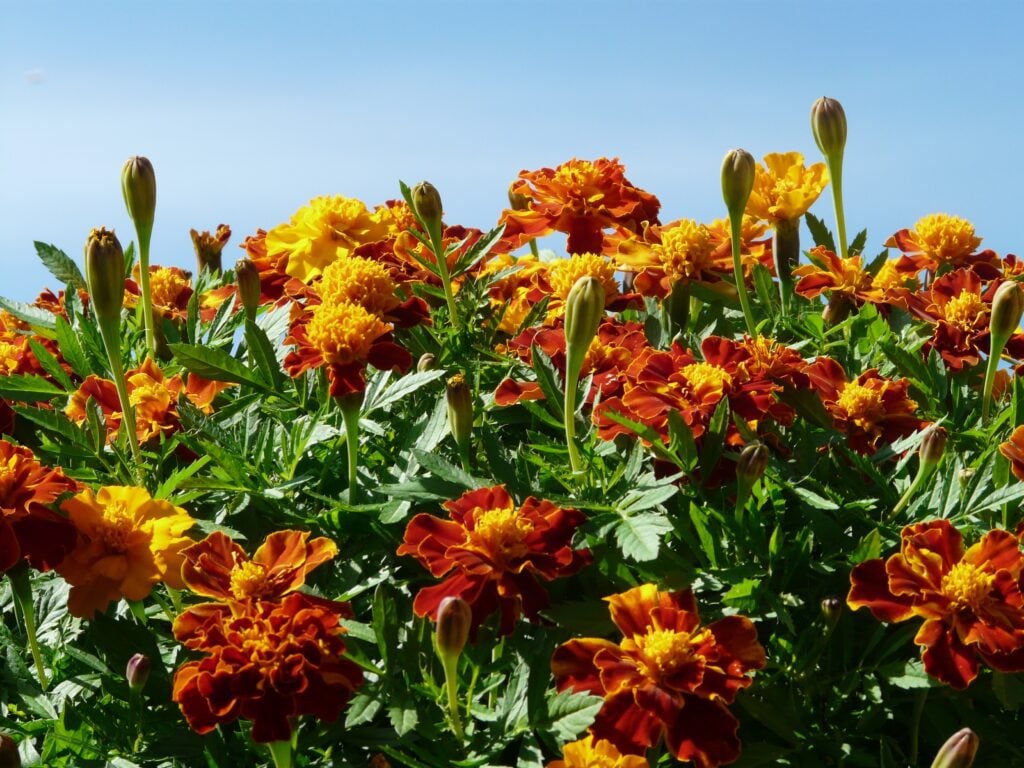 plants that repel mosquitoes in texas