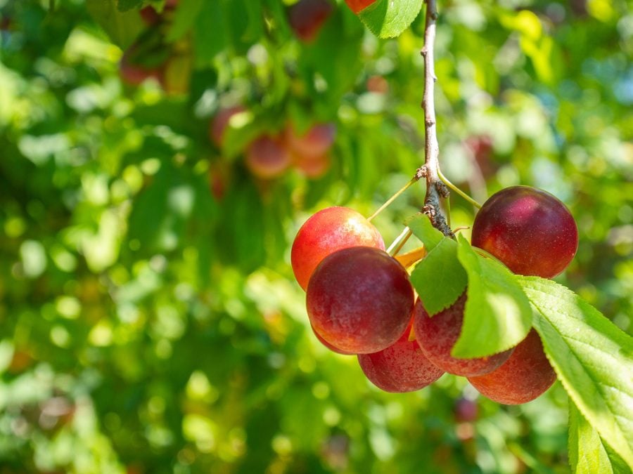 edible plants native to Illinois