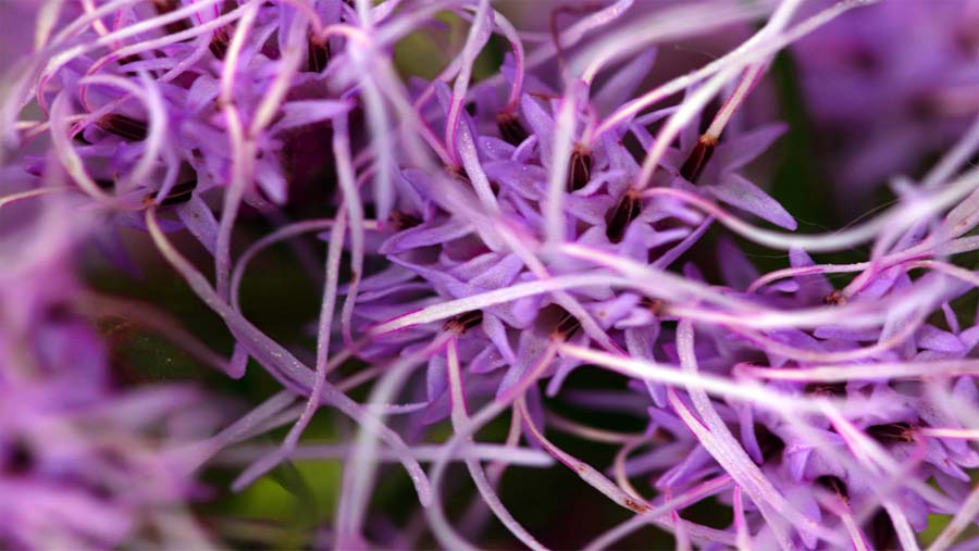 native illinois plants for landscaping