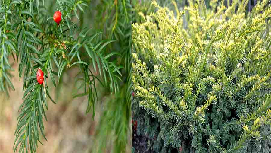 Canadian Yew (Taxus canadensis Marshall)