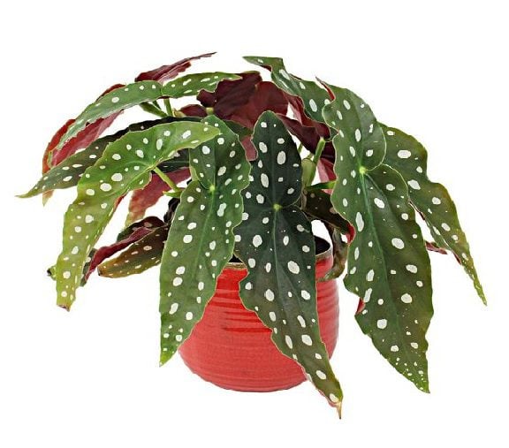 Characteristics of Begonia Maculata