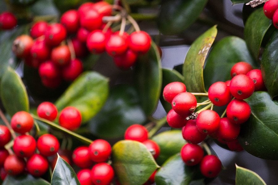 best trees to plant in central illinois