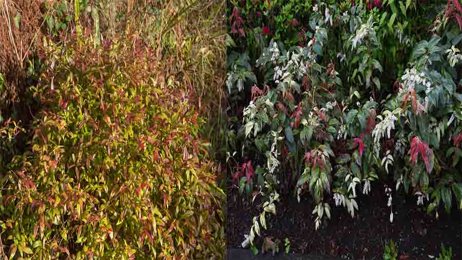 Highland Doghobble (Leucothoe fontanesiana (Steud.) Sleumer)