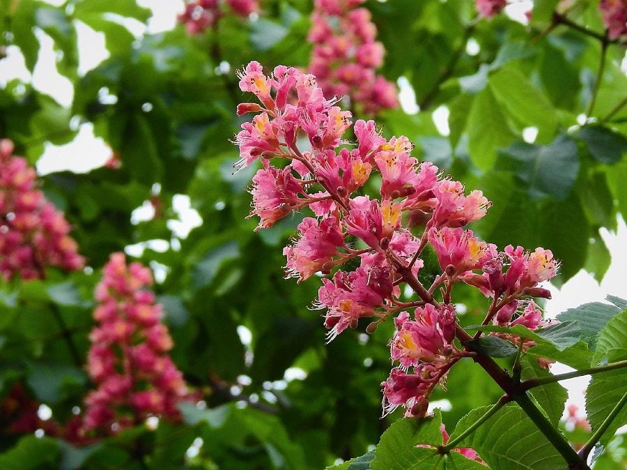 best trees to plant in central illinois