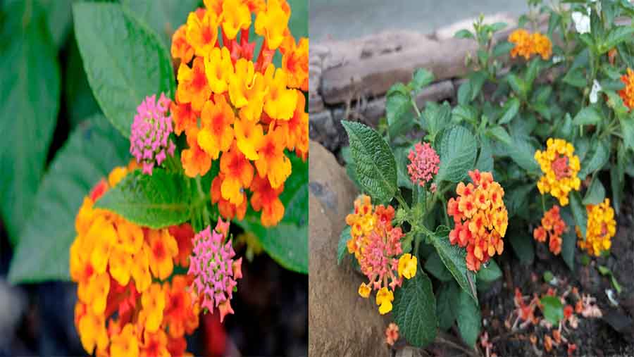 Texas Lantana