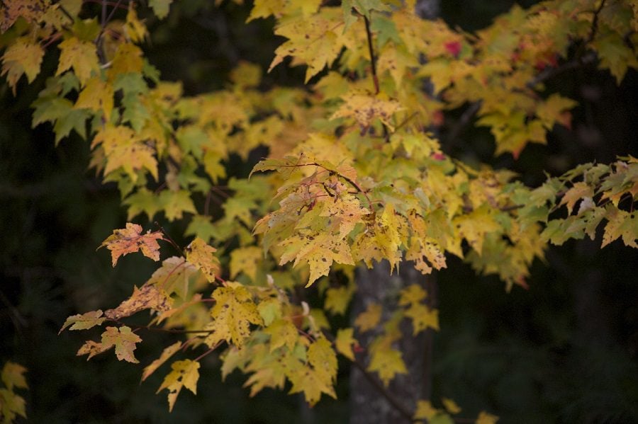 pennsylvania native shade plants