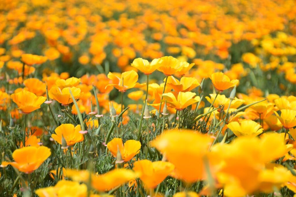 california native flowering plants