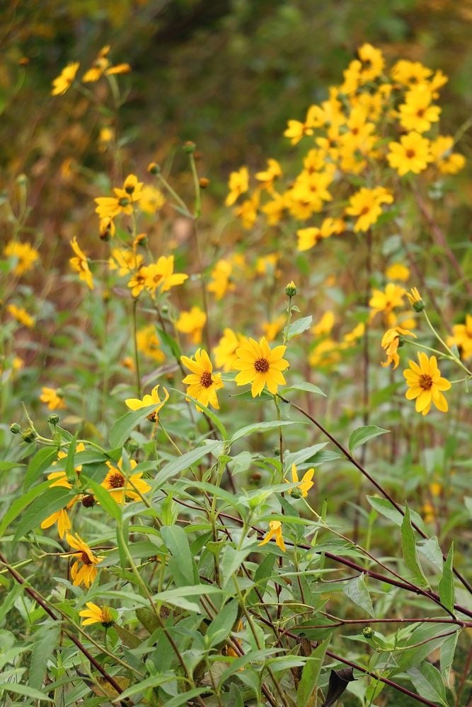 perennials that bloom all summer in ohio