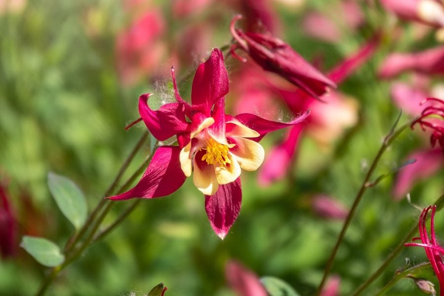 perennials that bloom all summer in ohio