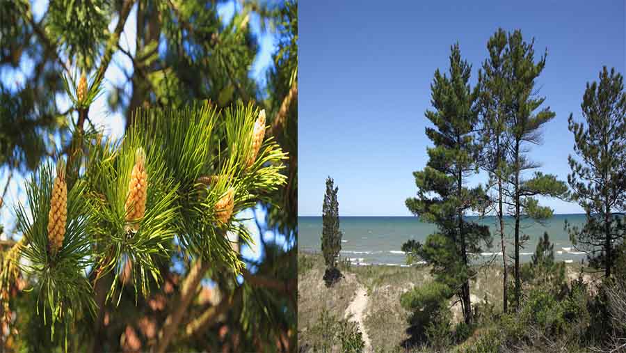 Eastern White Pine (Pinus strobus)
