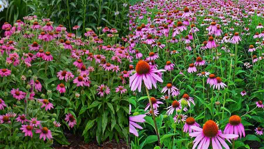 Echinacea purpurea