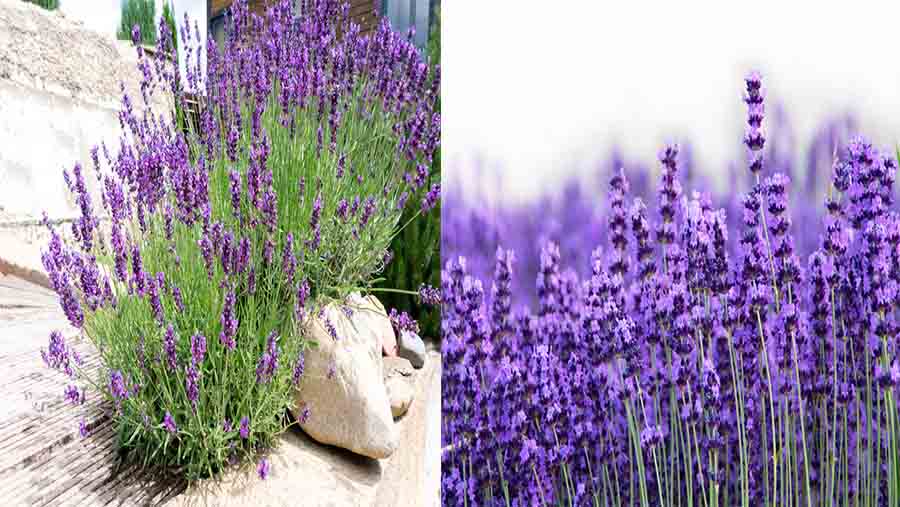 Lavender