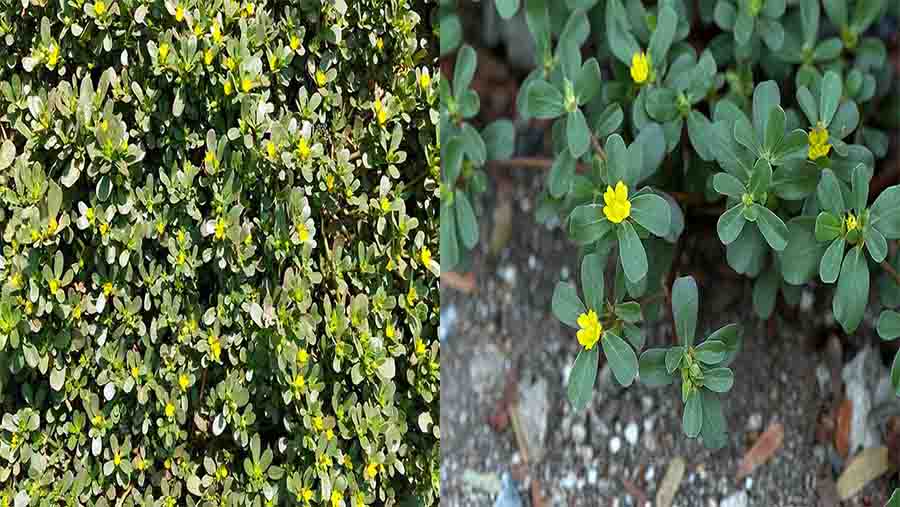 Purslane