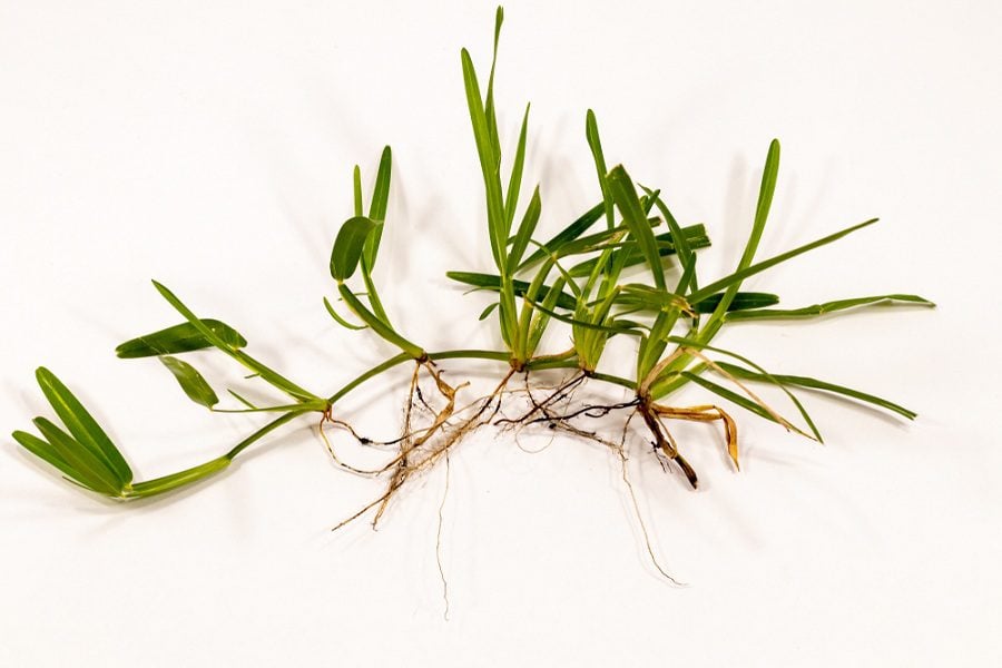 best grass for shade in georgia