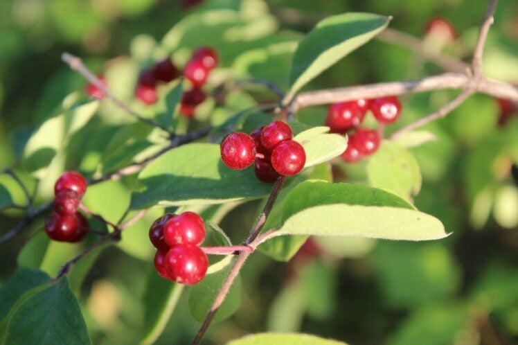 poisonous plants in florida