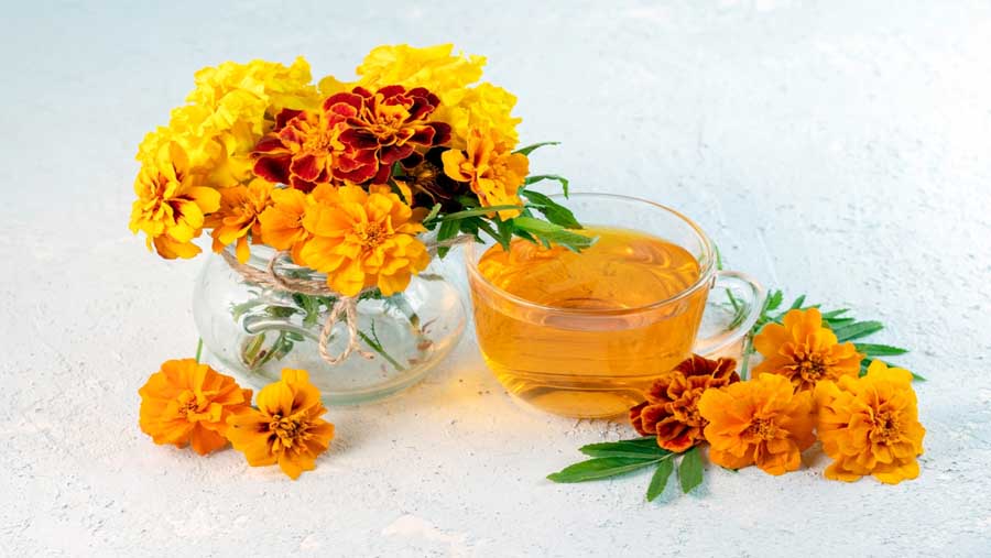 plants that repel gnats