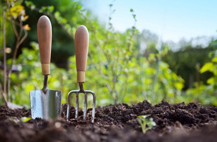 easy vegetables to grow in texas