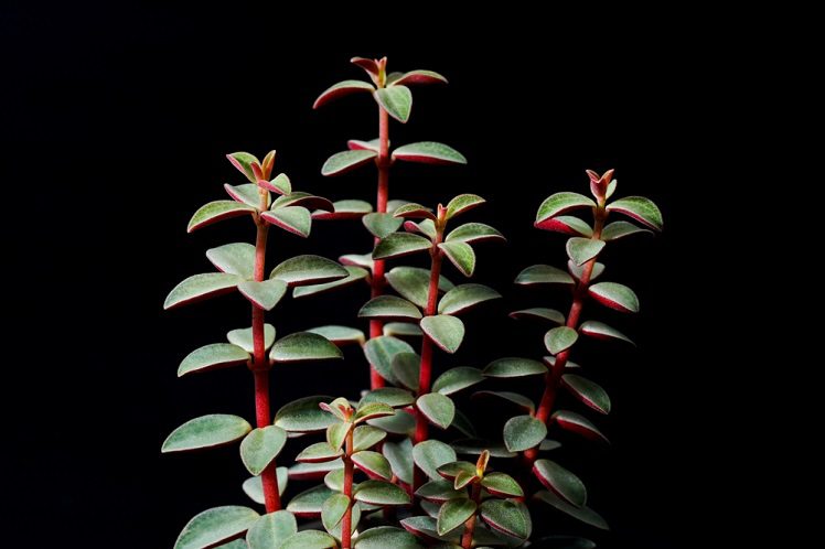 peperomia varieties
