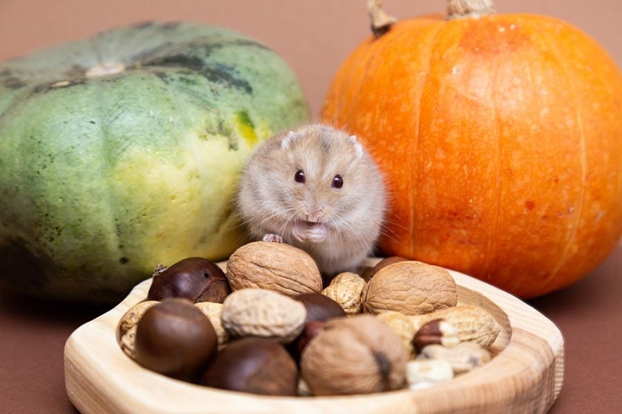 can hamster eat almonds