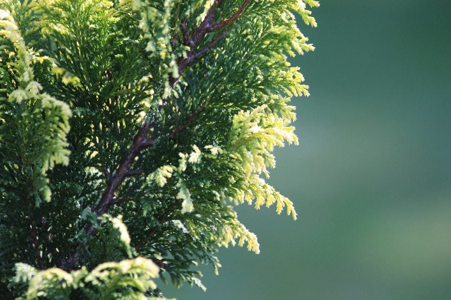 fast-growing evergreen trees michigan