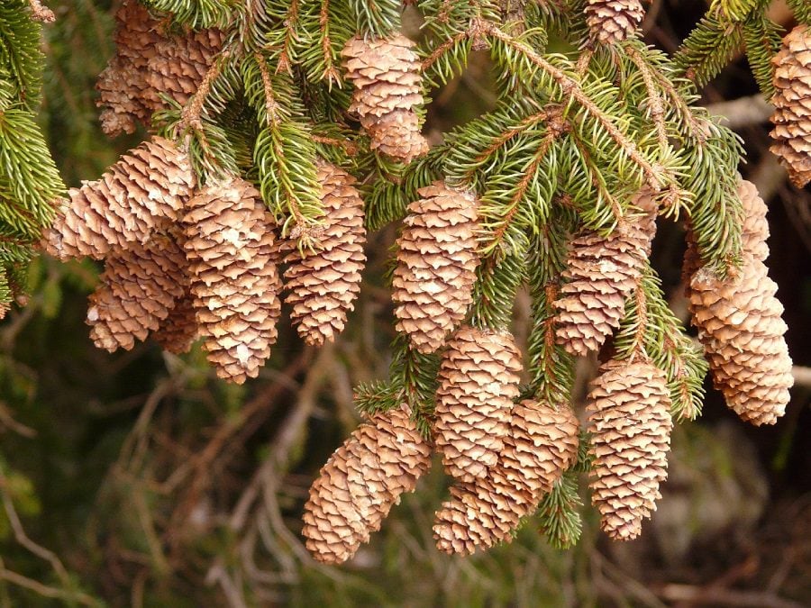 fast-growing evergreen trees michigan