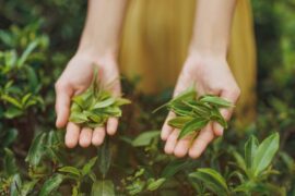 3 Important Tips On How To Grow Your Own Green Tea Plant