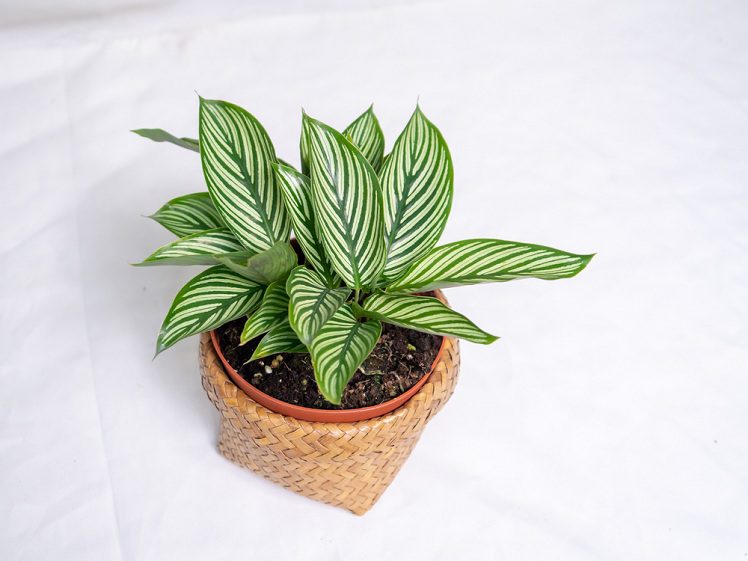 calathea vittata care