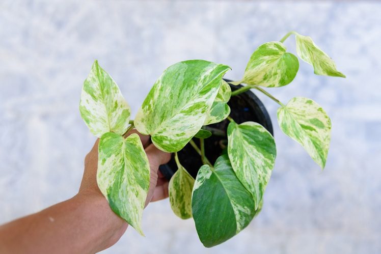 pothos fertilizer