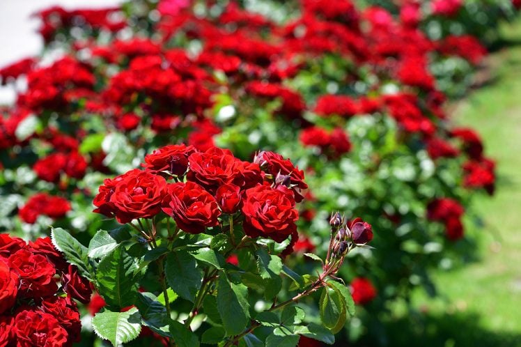 diy rose garden ideas