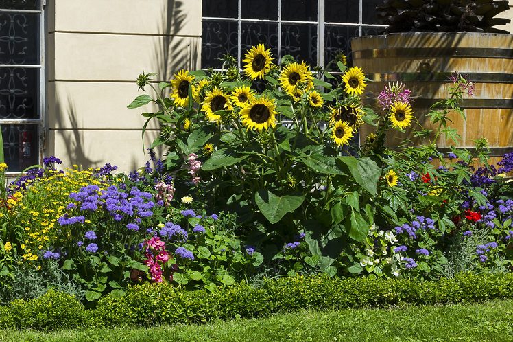 landscaping with sunflowers