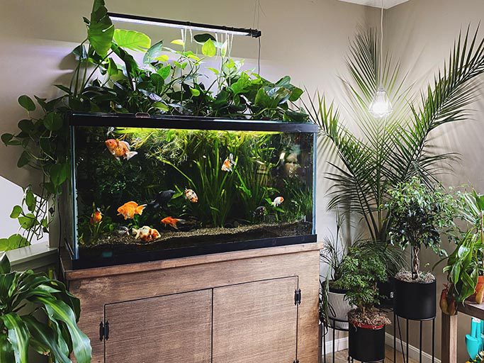 Indoor Greenhouse with Aquarium