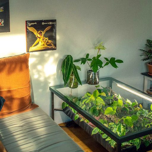 Coffee Table Greenhouse