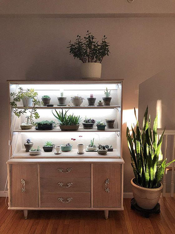 Multipurpose Greenhouse Cabinet