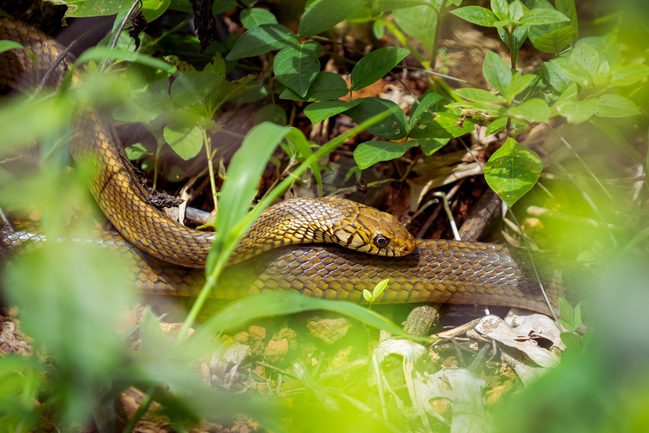 does bougainvillea attract snakes