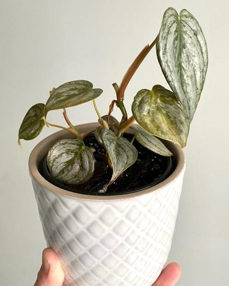 Philodendron Brandtianum (Silver Sword Philodendron)