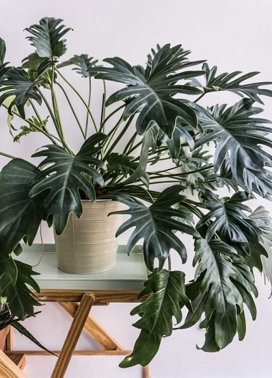 Philodendron Xanadu (Xanadu Philodendron)