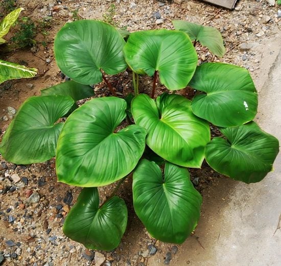 Philodendron Pastazanum (Velvet Philo)