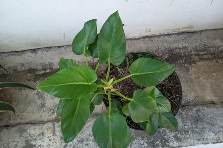rare philodendron