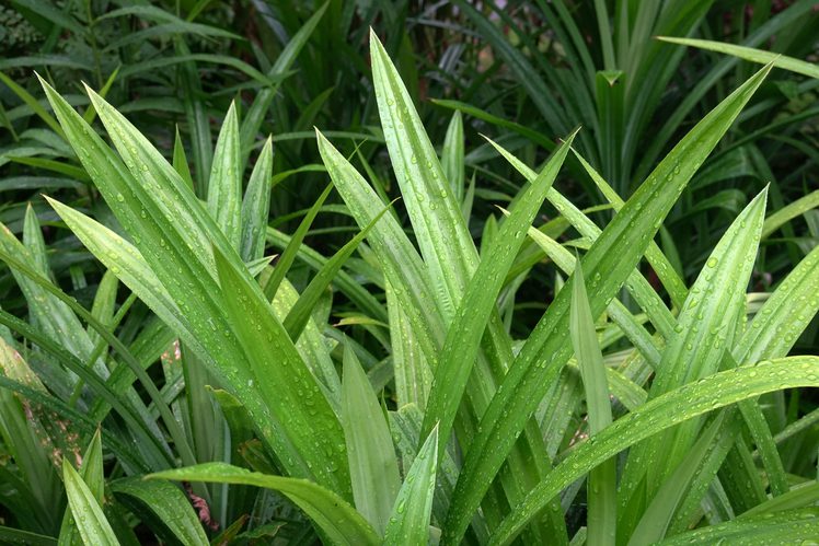 does pandan leaves attract snakes