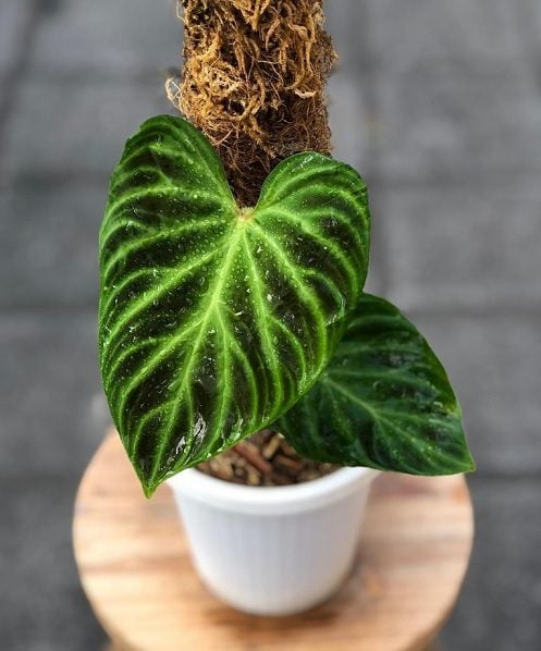 rare philodendron