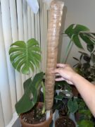 How to Tie Monstera to Moss Pole: A Comprehensive Guide